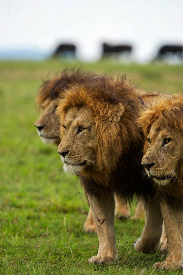 Naboisho Lions