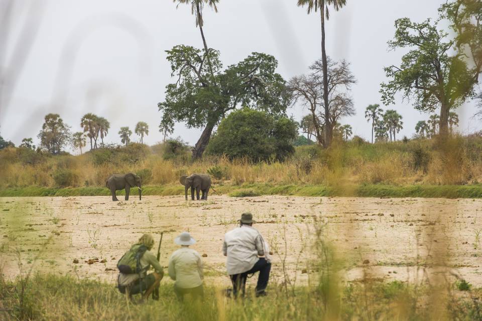 Kwihala camp walking safari elephants background