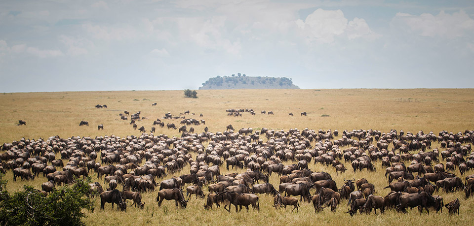 Sayari Wildebeest Herds Scenery Serengeti Eric Frank MR