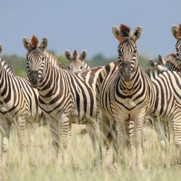 01 Zebra migration