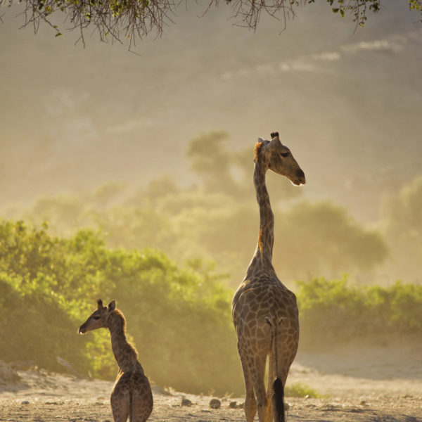26 Hoanib Valley - Giraffe