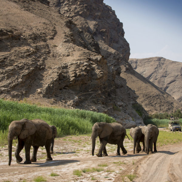 3 Hoanib Valley Camp - Elephants in river bed