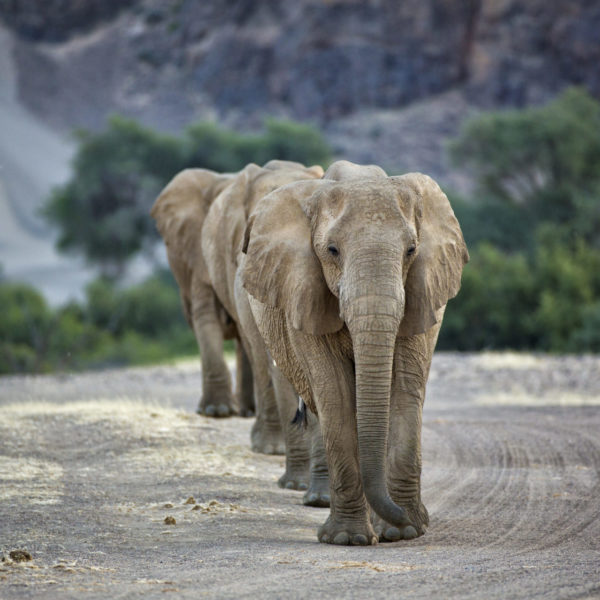 8 Hoanib Valley - Elephants