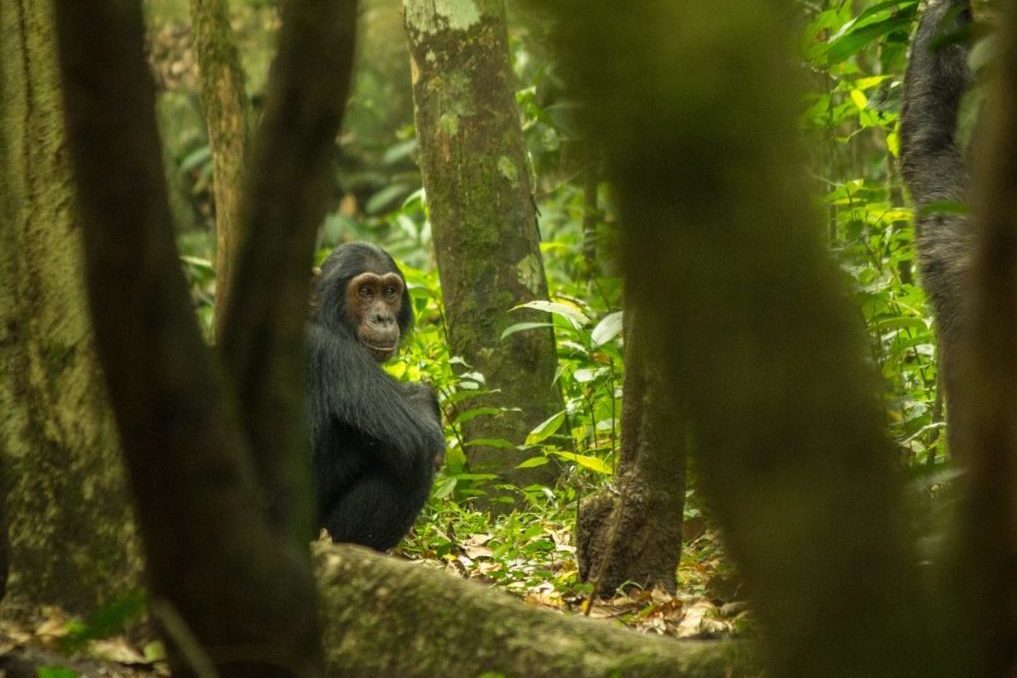 Best Of Uganda True Africa