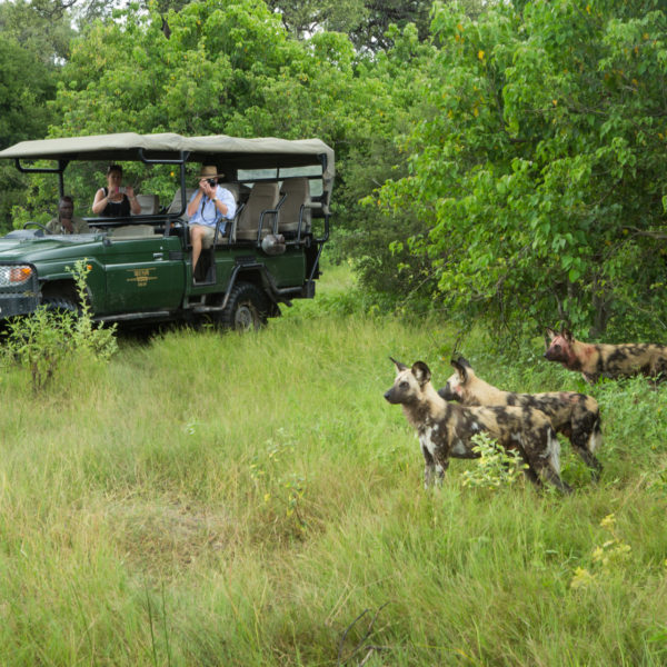 Wildlife of Selinda Reserve region of the Okavango Delta. Including Selinda Camp, Zarafa Camp and Selinda Explorers Camp.