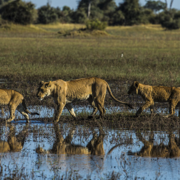 Wildlife of Selinda Reserve region of the Okavango Delta. Including Selinda Camp, Zarafa Camp and Selinda Explorers Camp.