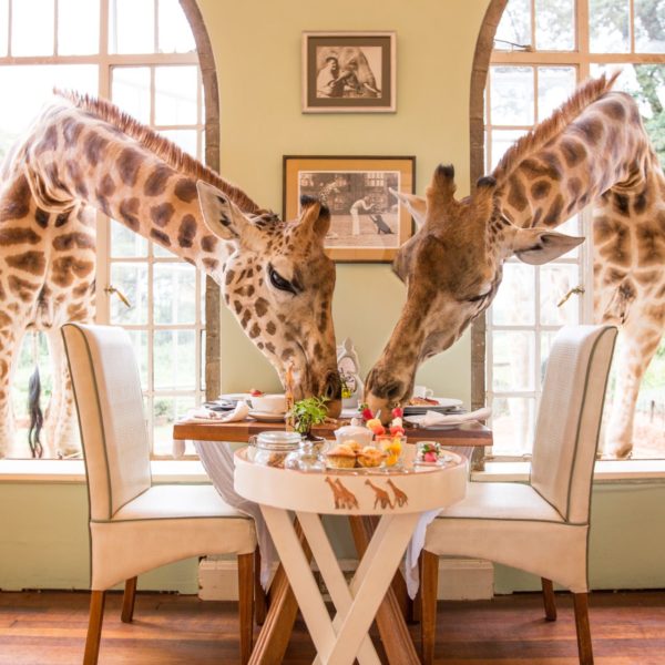 THE SAFARI COLLECTION - Giraffe Manor - Sharing is caring