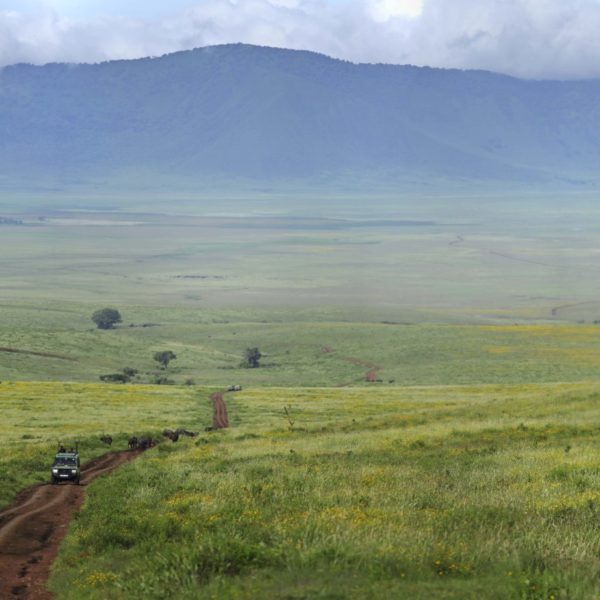 The-Highlands-Ngorongoro-in-bloom