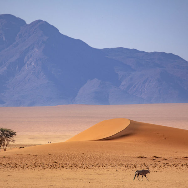 17 Kwessi Dunes - Oryx in the NamibRand