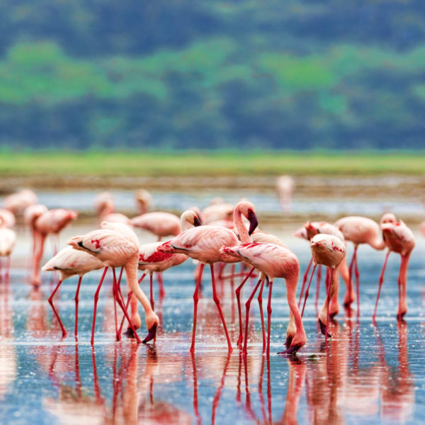 Flamingoes 1