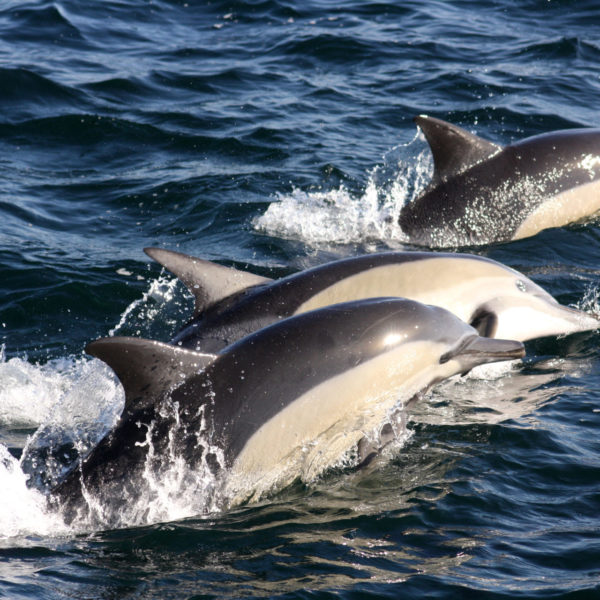 Dolphins_Sealife