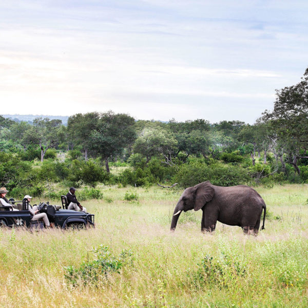 On safari at Londolozi