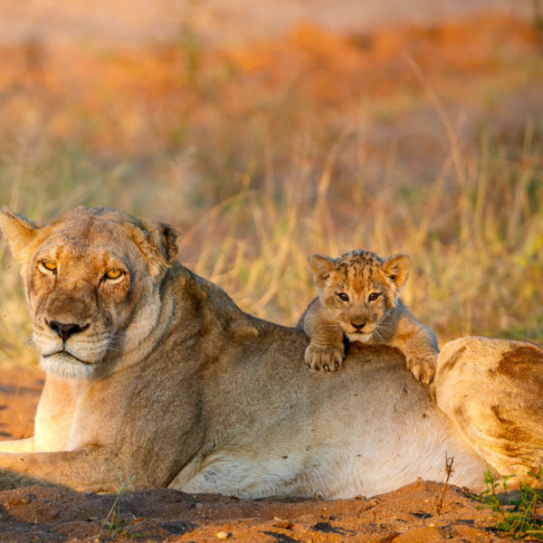cub, cubs, feline conservation federation, instagram, lion, lioness, mayambula, park pan, posted, pride, published, used