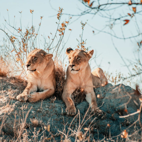 TANDA TULA - Lions on the lookout