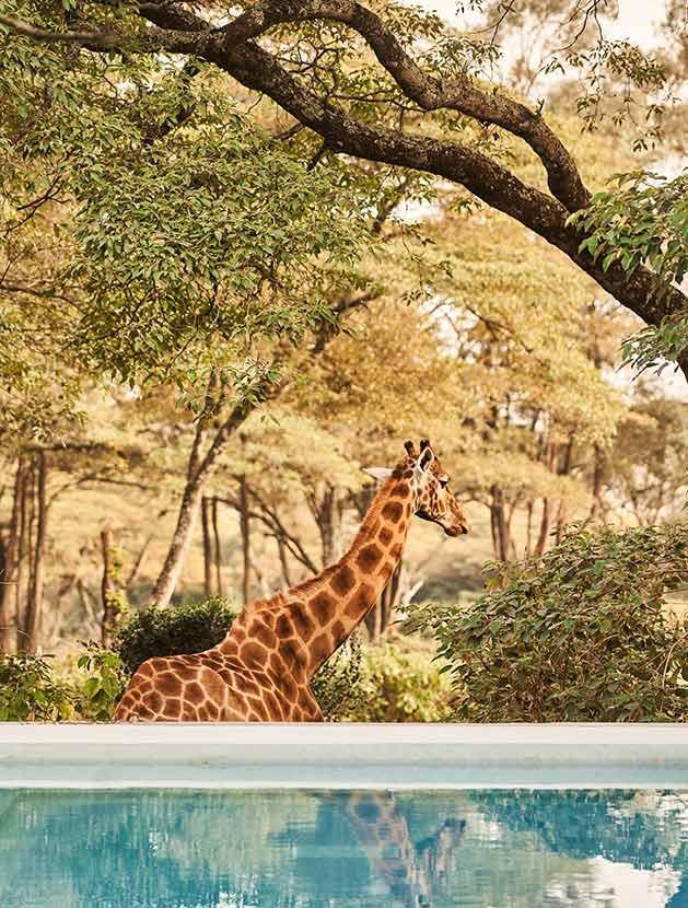 The Retreat at giraffe Manor PoolGiraffe