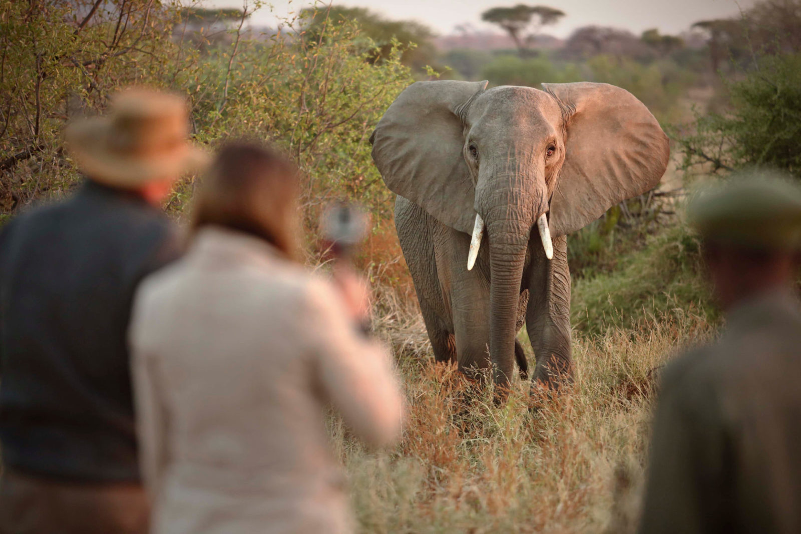 Image showing elephant on a walking safari in Tanzania's Ruaha during a tailor-made safari with TrueAfrica | The Safari Company | Blog