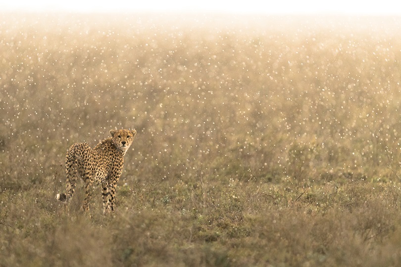 Namiri Plains Cheetah looking back in rain 1 1