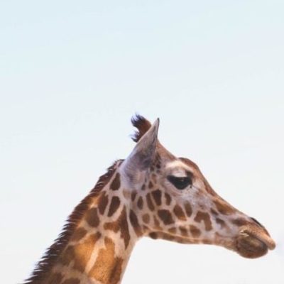 Image showing giraffe head on a tailor-made safari with TrueAfrica | The Safari Company | Blog