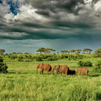 Image of a herd of elephants marching across the green plains of Tarangire, in Tanzania under a dramatic cloudy sky | True Africa | Blog