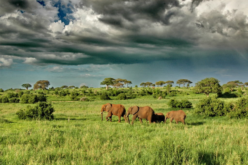 Oliver s Camp Elephants under dramatic clouds 1 1024x681 1