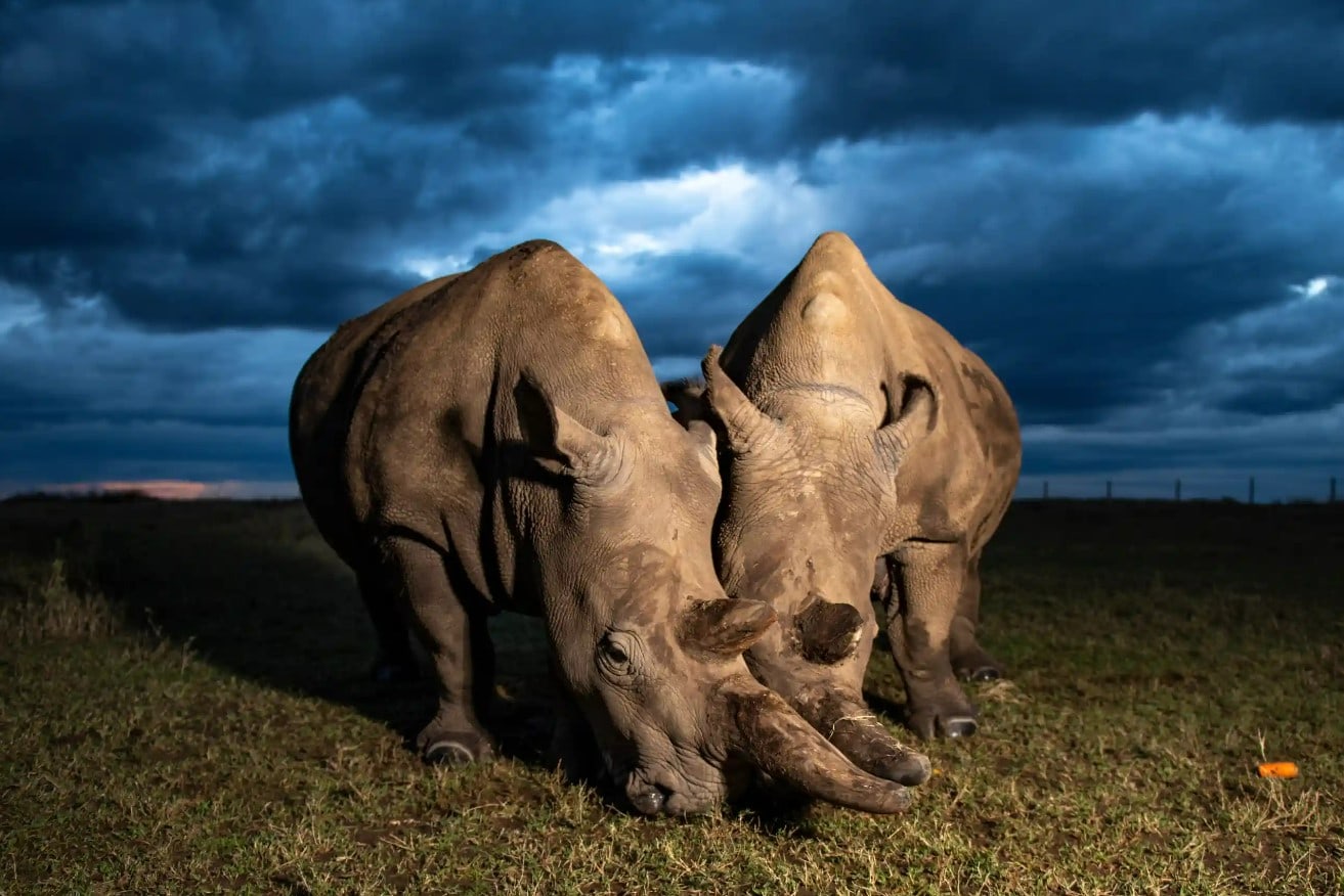 Fatu left and Najin right are the last two northern white rhinos left on the planet. Photograph. Gurcharan Roopra 1
