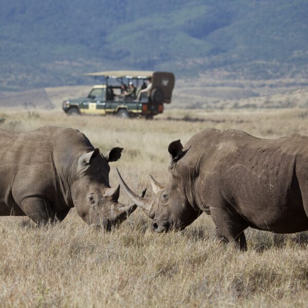 Lewa Safari Camp - Gamedrive - Rhinos