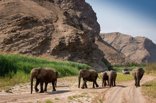 elephants walking in from of safari vehicle in Hoanib Valley