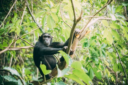 chimpanzee in a tree in Tanzania, Greystoke Mahale