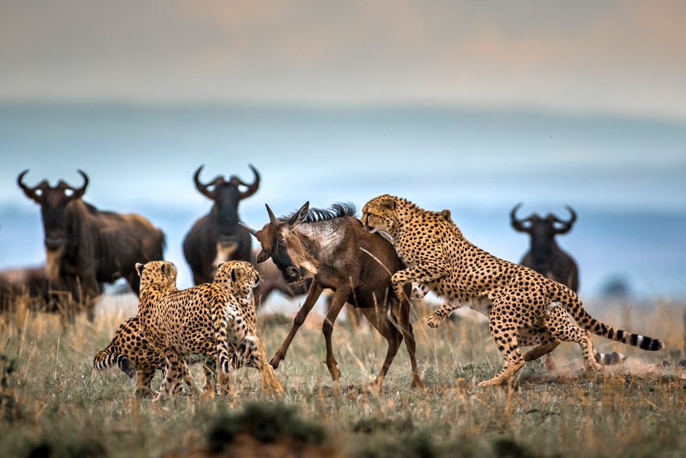 Paolo Torchio Cheetah hunting wildebeest