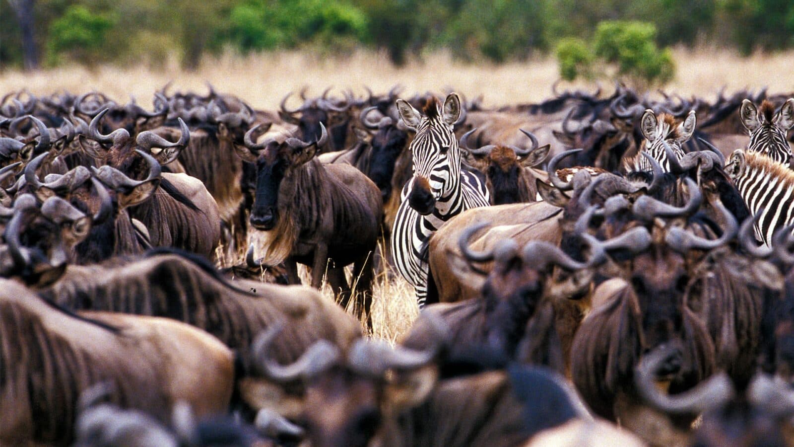 zebra and wildebeest in east africa
