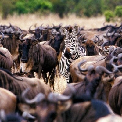 zebra and wildebeest in east africa