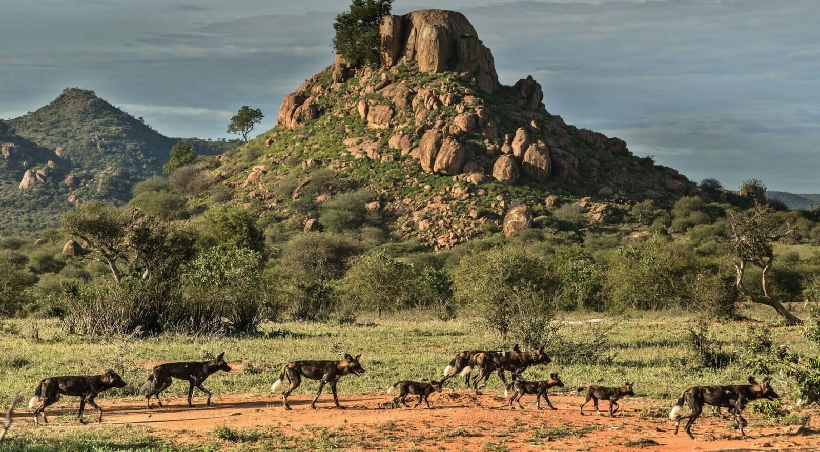 hoto of Laikipia Wilderness Camp in Northern Kenya showing a pack of wild dogs