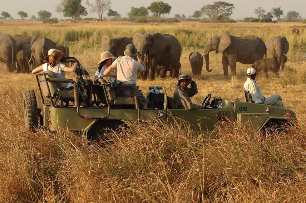 people sitting in a safari vehicle watching a gathering of elephant grazing