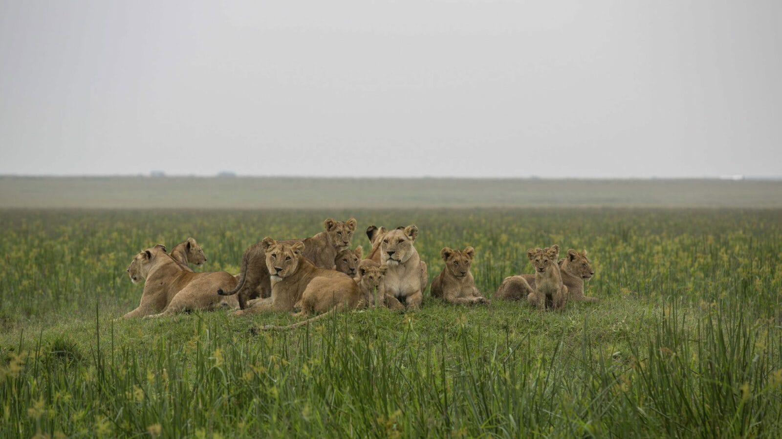 a pride of lions lying in green grass at Kidepo National Park