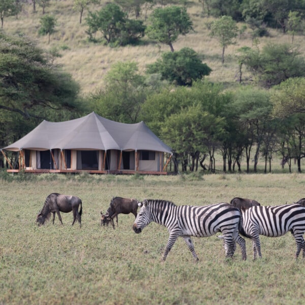 02-Cherero-Camp-Serengeti-Great-Migration-wildebeest-and-zebra-herds